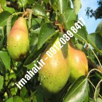 نهال گلابی نطنزی | اروم نهال مرکزی