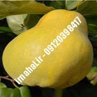نهال گلابی پیغمبری | اروم نهال مرکزی