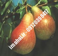 نهال گلابی کوشیا | بزرگترین نهالستان کشور ۰۹۱۲۰۳۹۸۴۱۷