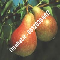 نهال گلابی کوشیا | اروم نهال مرکزی