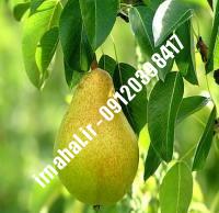 نهال گلابی کومیس | بزرگترین نهالستان کشور ۰۹۱۲۰۳۹۸۴۱۷