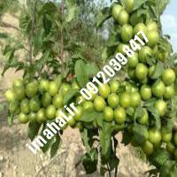 نهال گوجه سبز اسراییلی | اروم نهال مرکزی