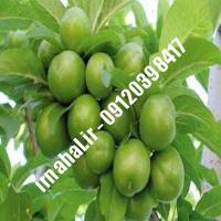 نهال گوجه سبز سعدی | اروم نهال مرکزی