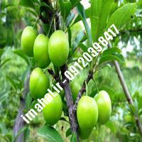 نهال گوجه سبز مراغه | اروم نهال مرکزی