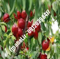 نهال گوجه سرخ اراک | بهترین نهالستان کشور ۰۹۱۲۰۳۹۸۴۱۷