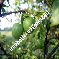 نهال گوجه قرمز کرج | اروم نهال مرکزی