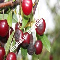 نهال گیلاس پروتیوا | اروم نهال مرکزی