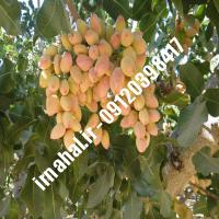 نهال پسته اکبری شناسنامه دار | 09120460354 مهندس احمد بابا