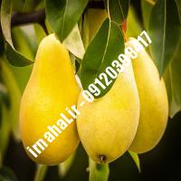 نهال گلابی پایه کوئینس b پایه رویشی شناسنامه دار